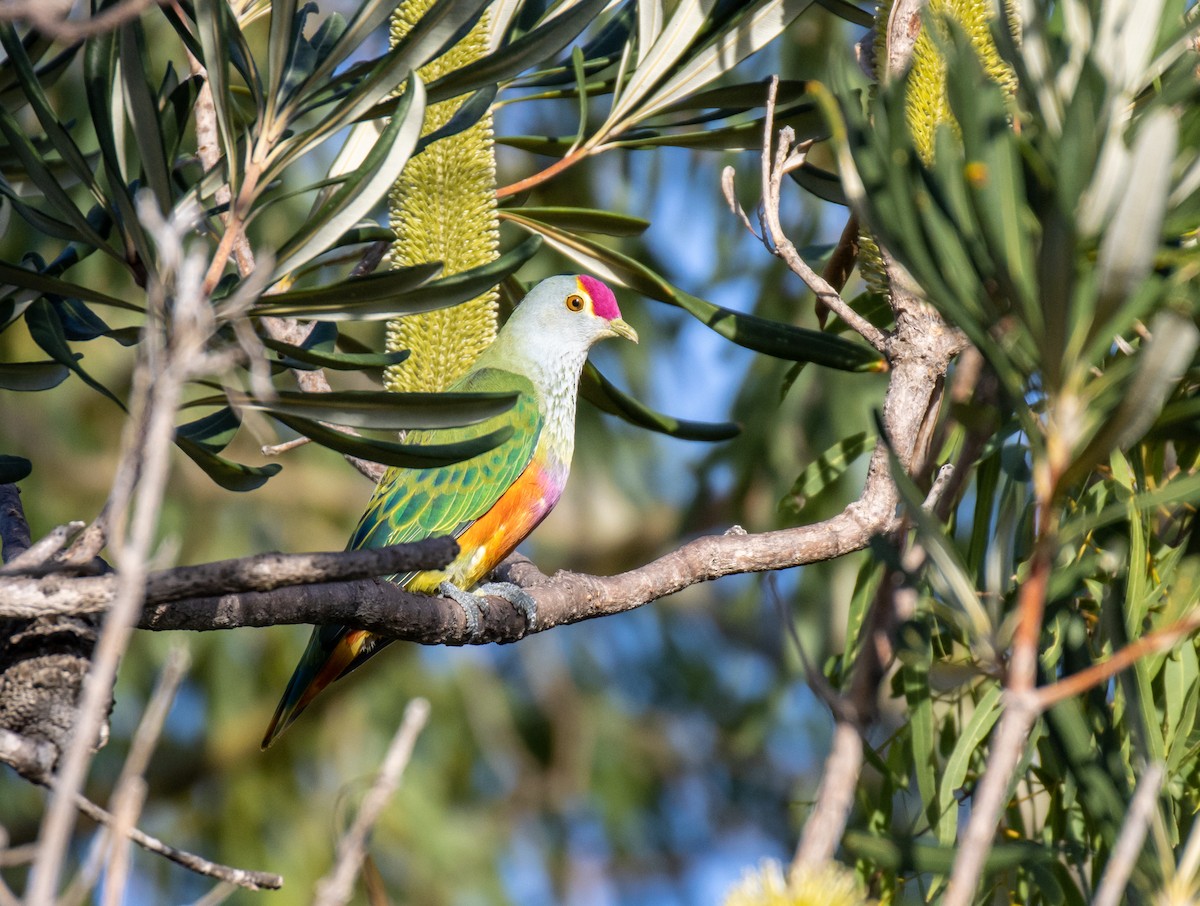 Rose-crowned Fruit-Dove - ML326638281