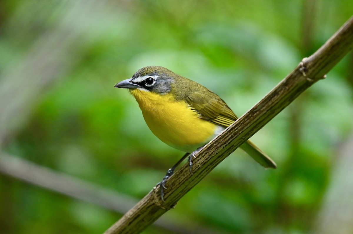Yellow-breasted Chat - ML326640921