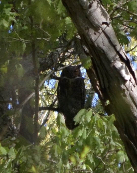 Great Horned Owl - ML326641031
