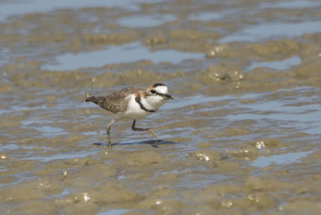 Collared Plover - ML32664111