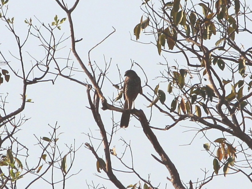Collared Sparrowhawk - ML326641291
