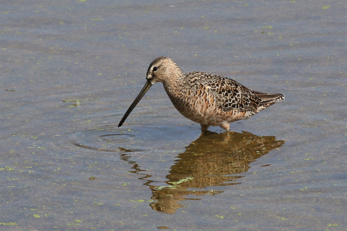 Long-billed Dowitcher - ML326654621