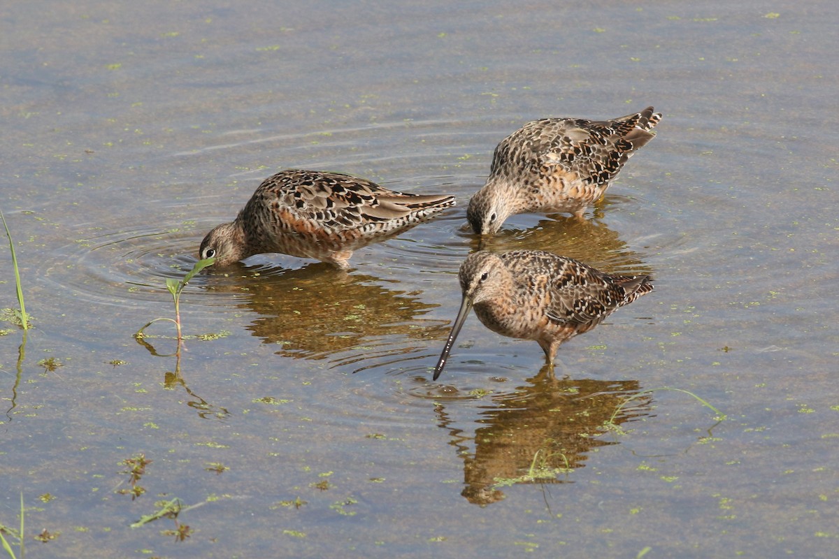 Long-billed Dowitcher - ML326654661