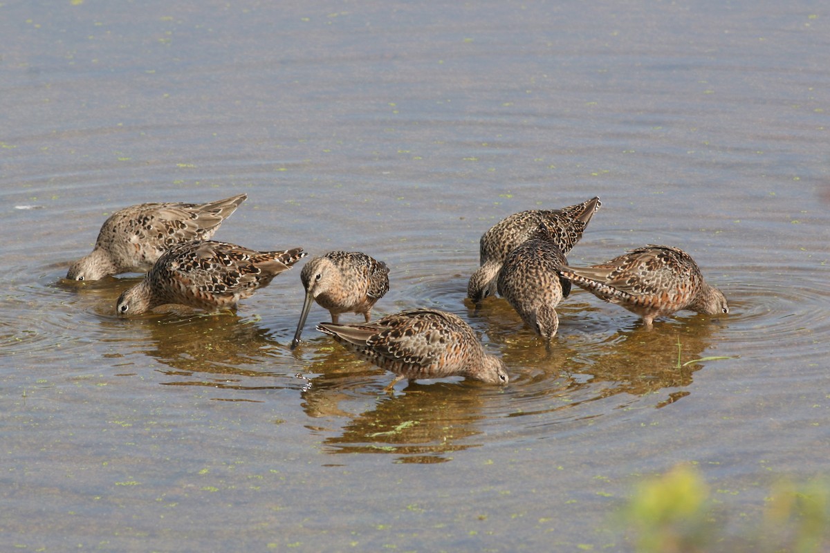 Long-billed Dowitcher - ML326654721