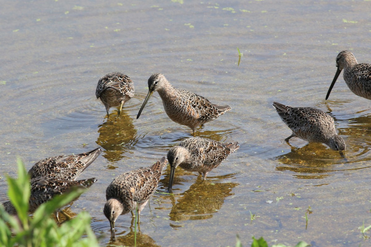 Long-billed Dowitcher - ML326654741