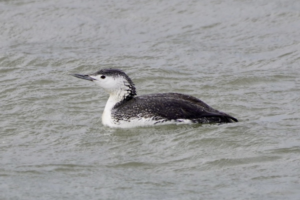 Red-throated Loon - Greg Hertler