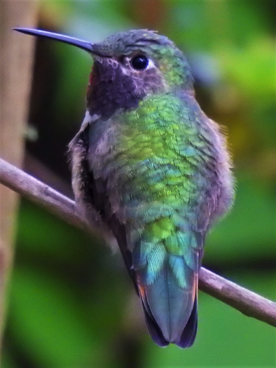 Broad-tailed Hummingbird - ML326664391