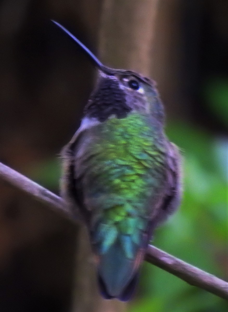 Broad-tailed Hummingbird - ML326664461