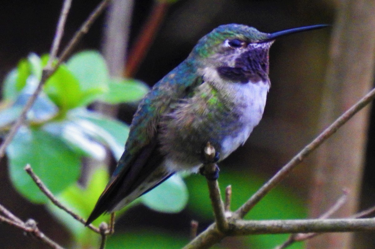 Broad-tailed Hummingbird - ML326664471