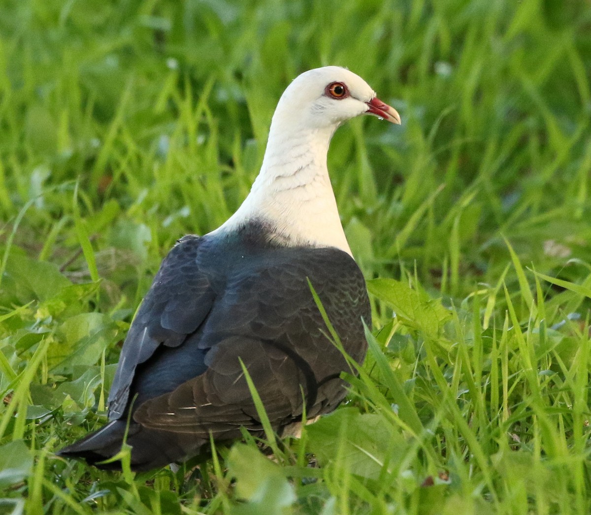White-headed Pigeon - David Ongley
