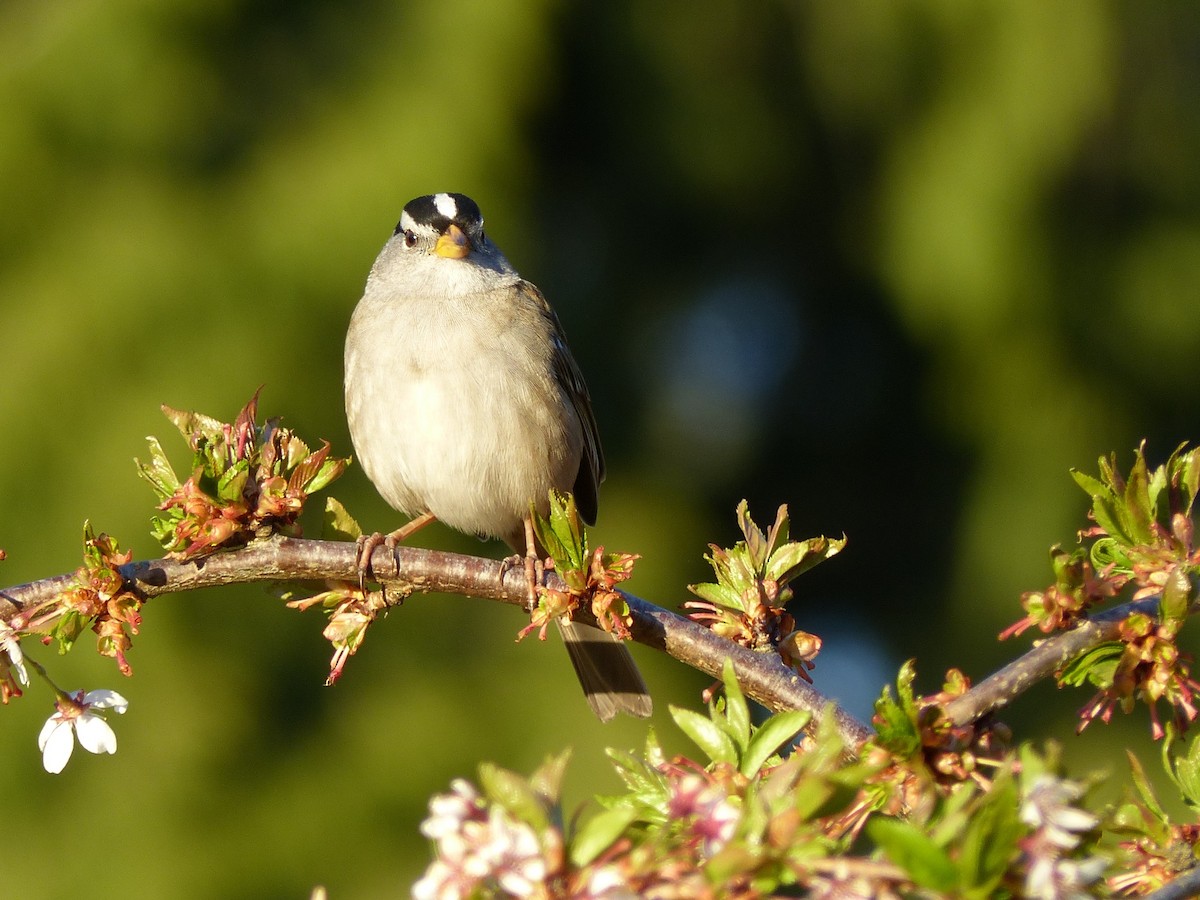 White-crowned Sparrow - ML326675181