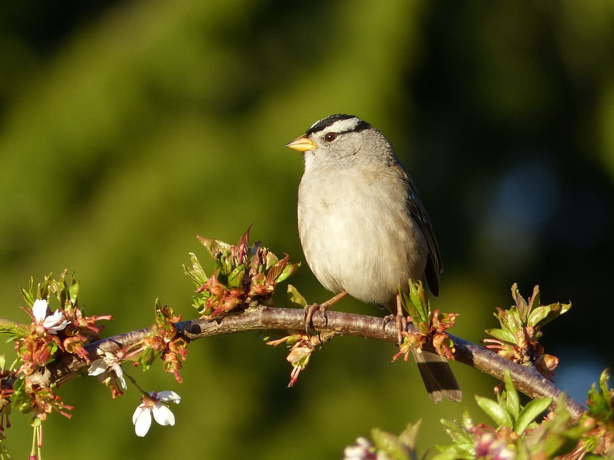 White-crowned Sparrow - Laura Stewart
