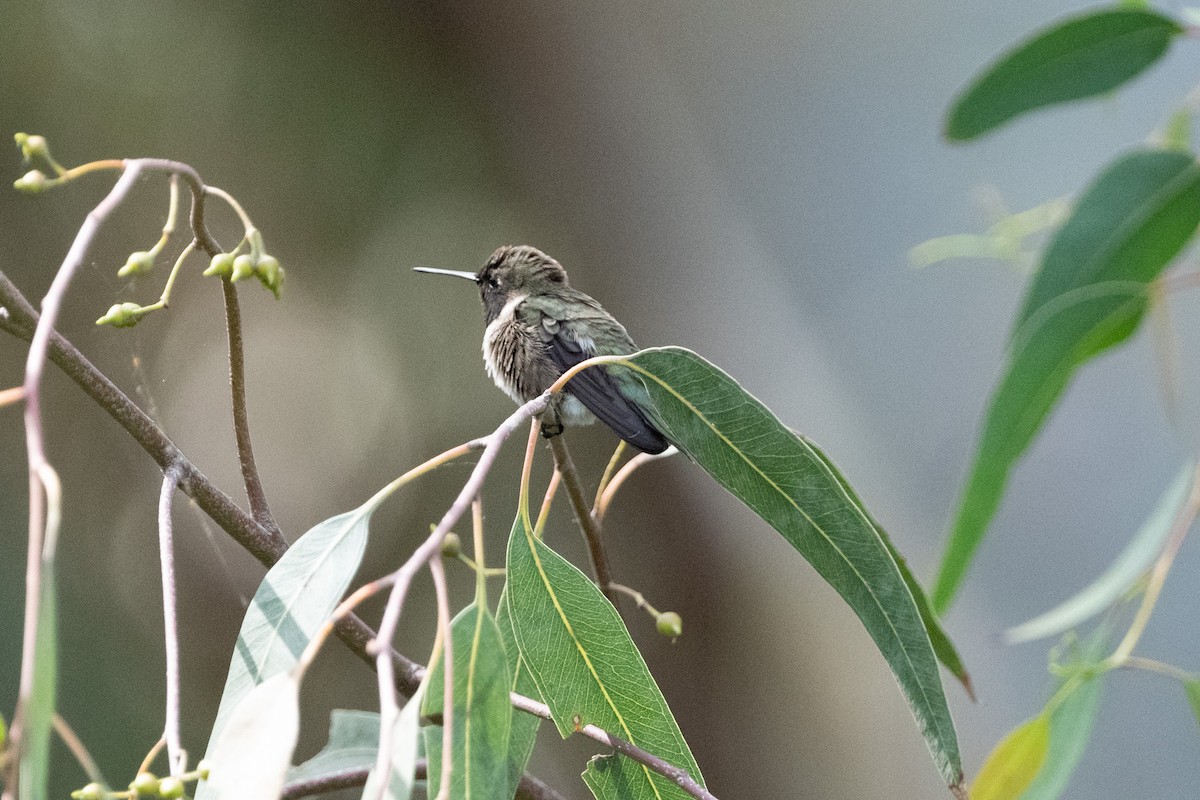 Black-chinned Hummingbird - Cynthia  Case