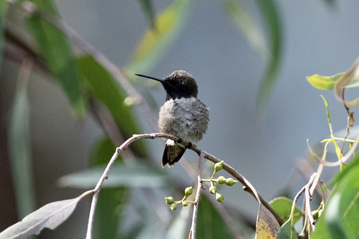 Black-chinned Hummingbird - ML326686981