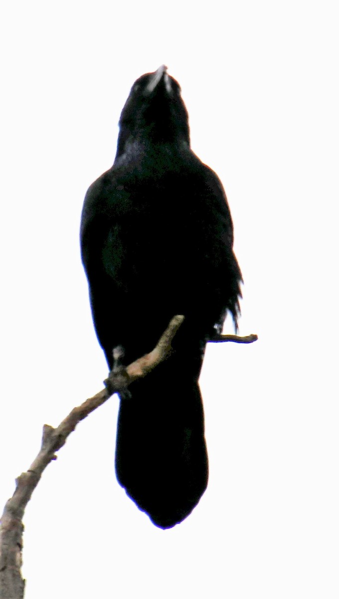 Common Raven - ML326690701