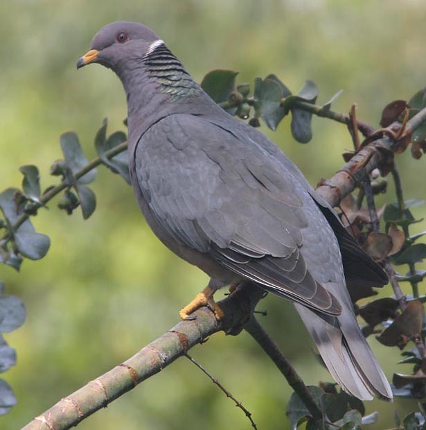 Band-tailed Pigeon - Don Roberson