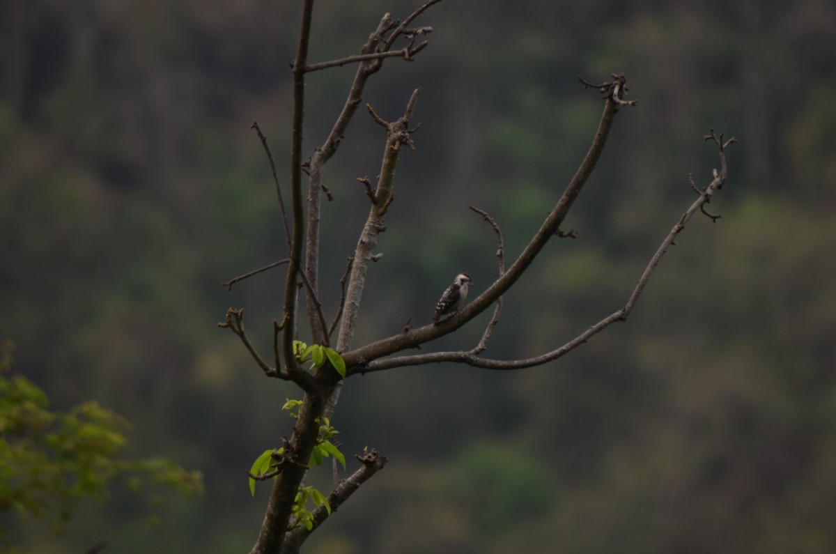 Brown-capped Pygmy Woodpecker - ML326697921