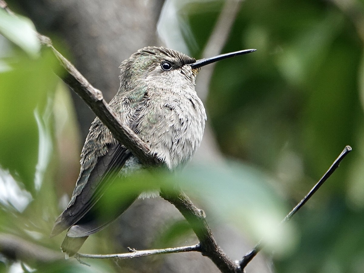 Costa's Hummingbird - ML326700381