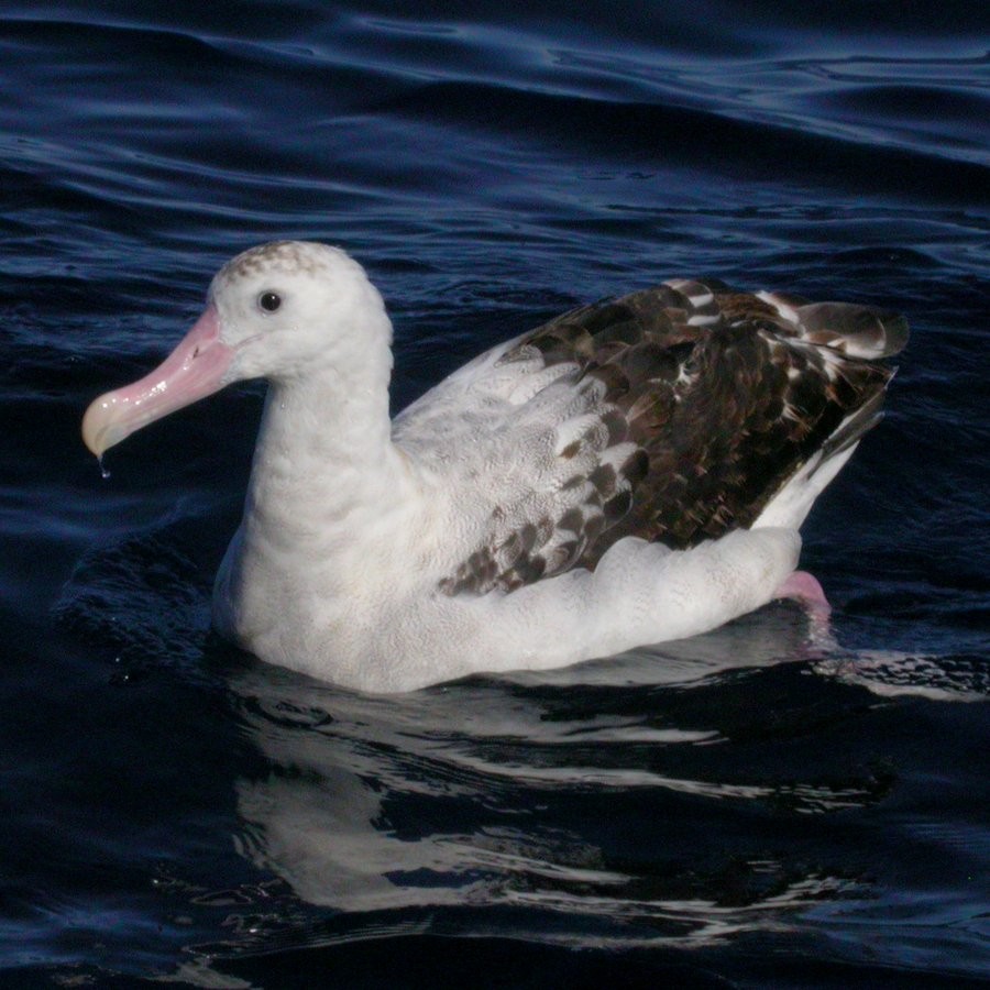 Albatros de las Antípodas (gibsoni) - ML32670281