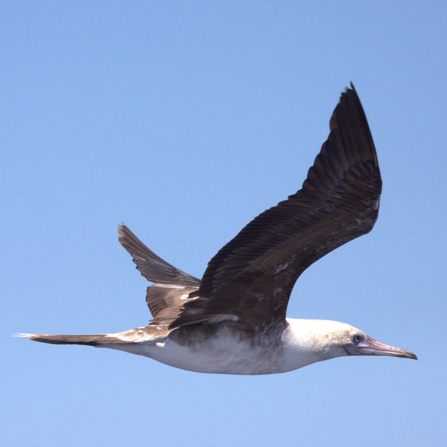 Red-footed Booby - Mat Gilfedder