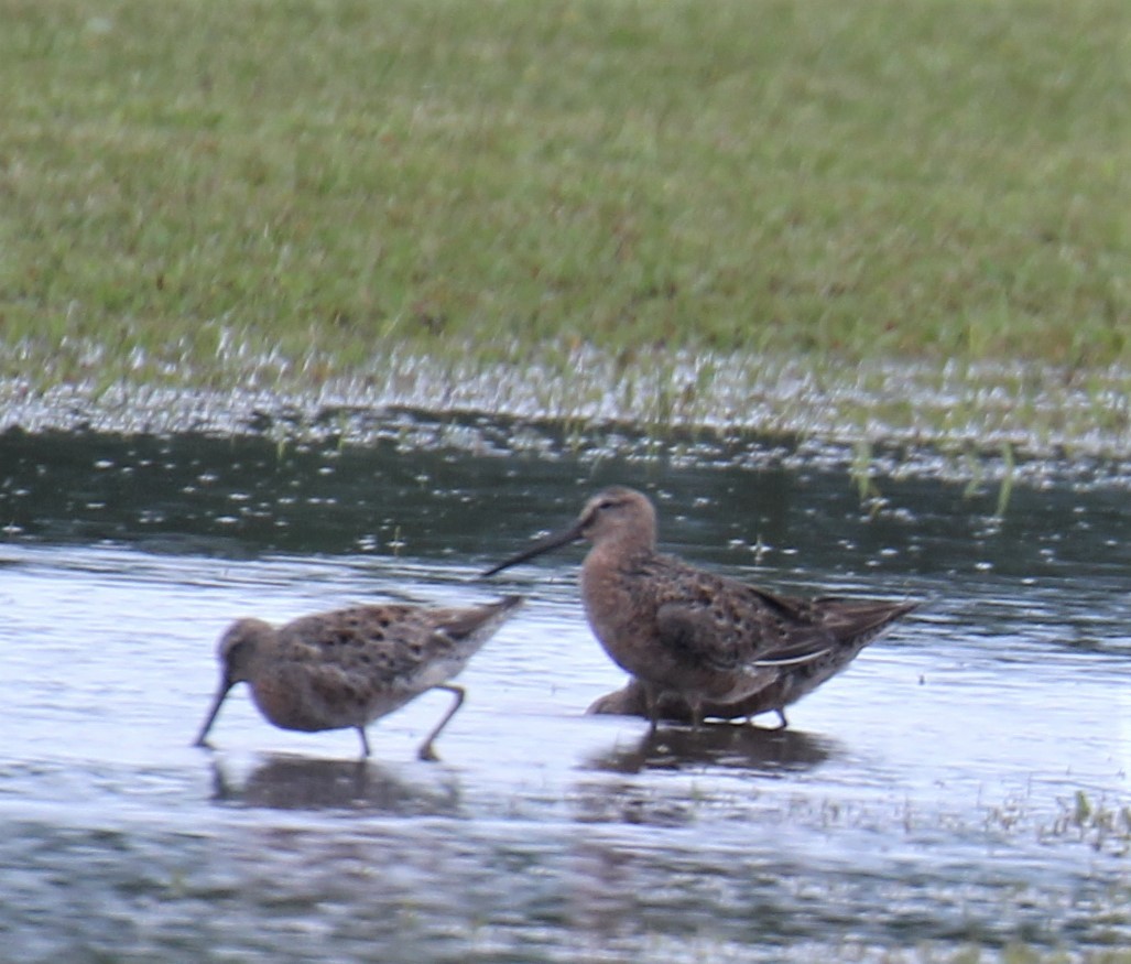 Long-billed Dowitcher - ML326703851