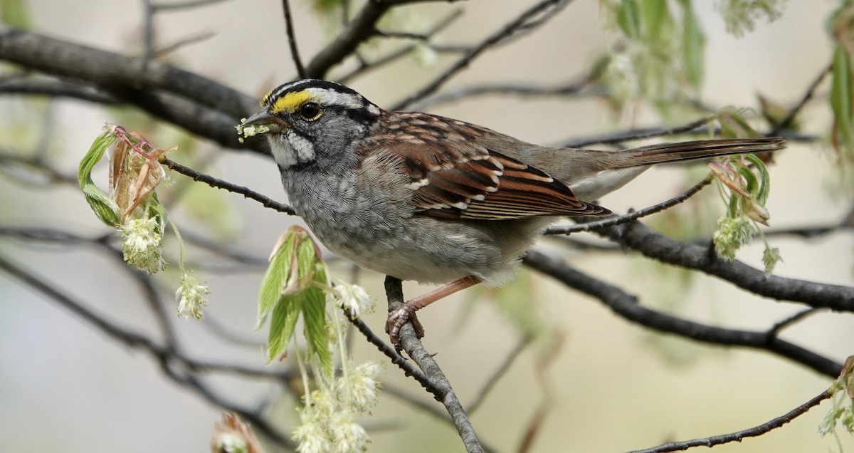 White-throated Sparrow - Leo Dilling