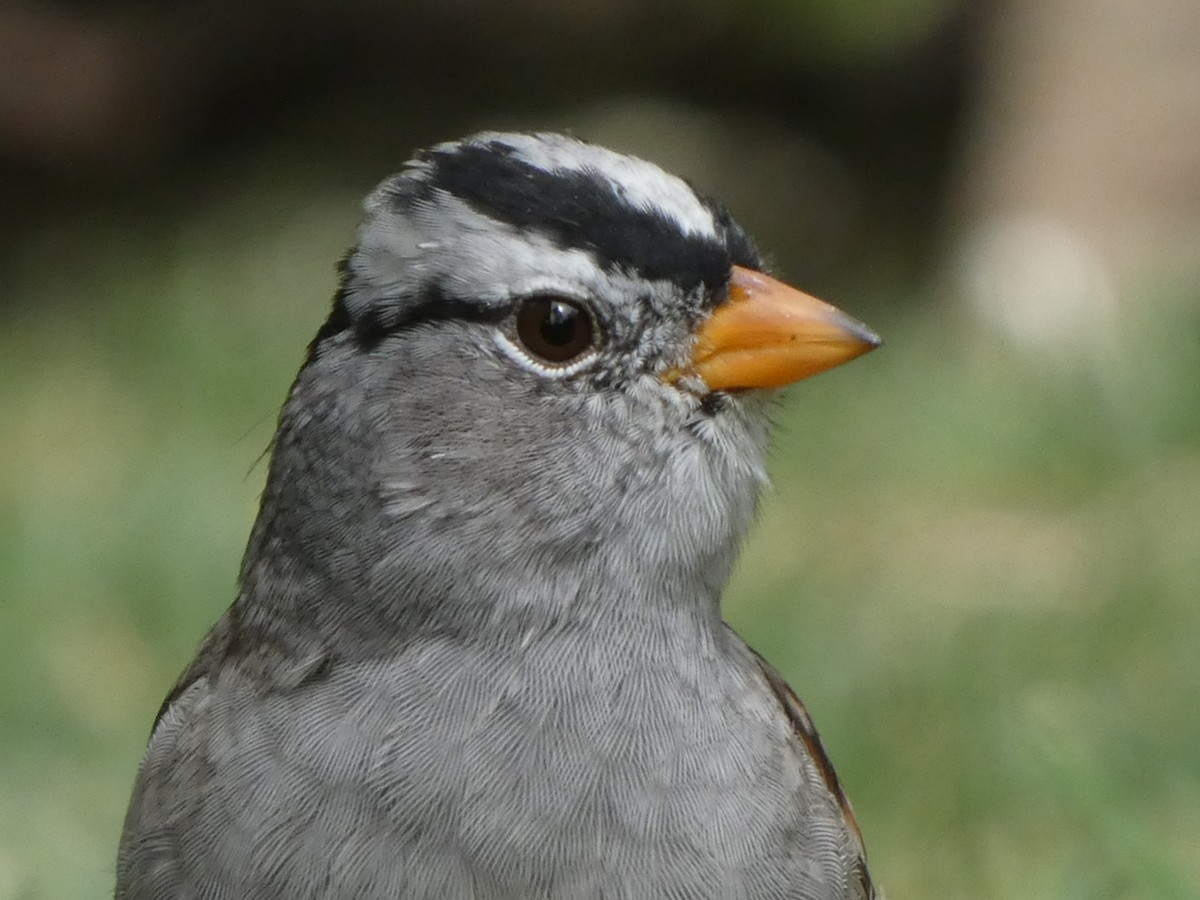 White-crowned Sparrow - ML326706631