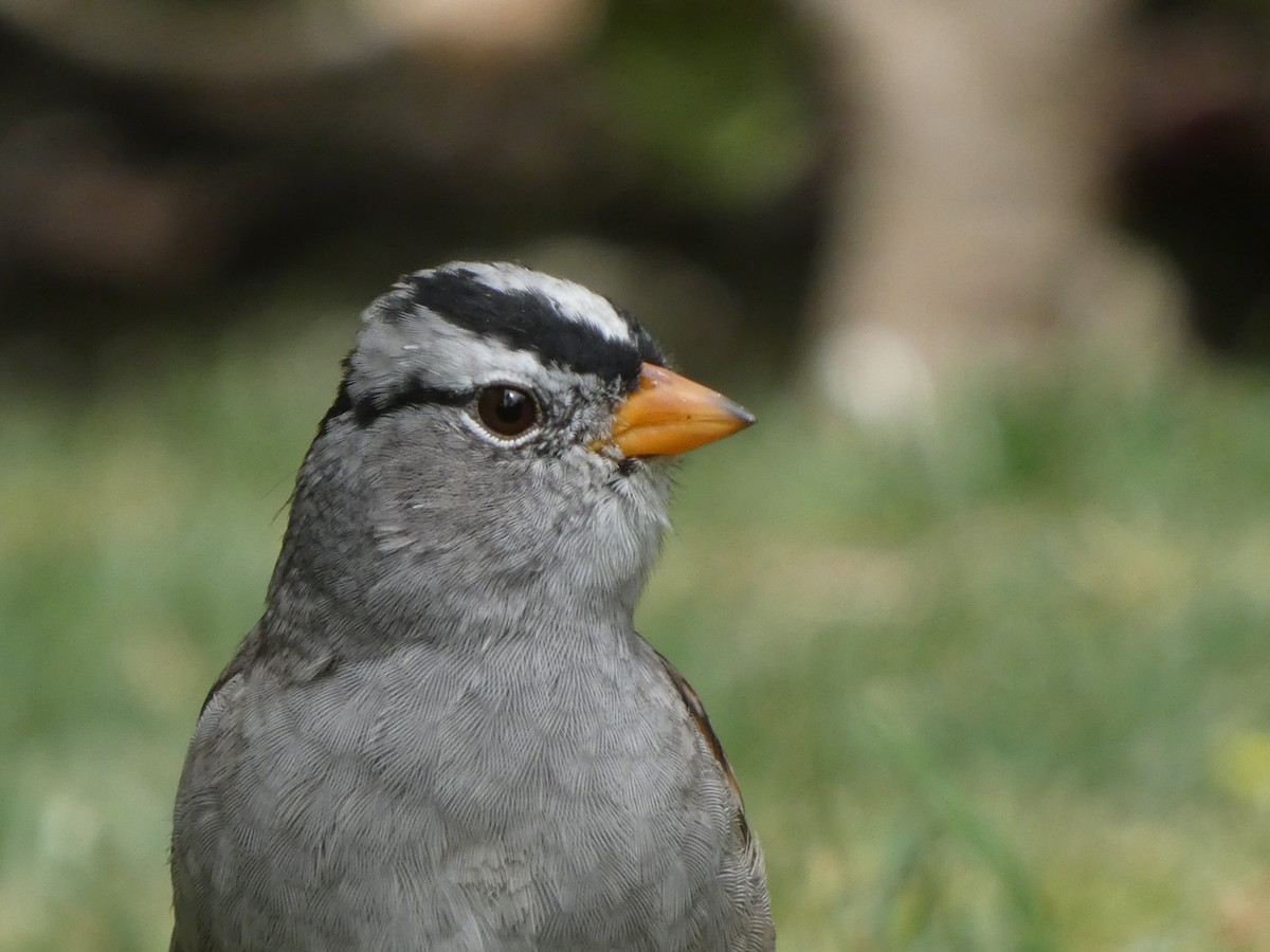White-crowned Sparrow - ML326706641