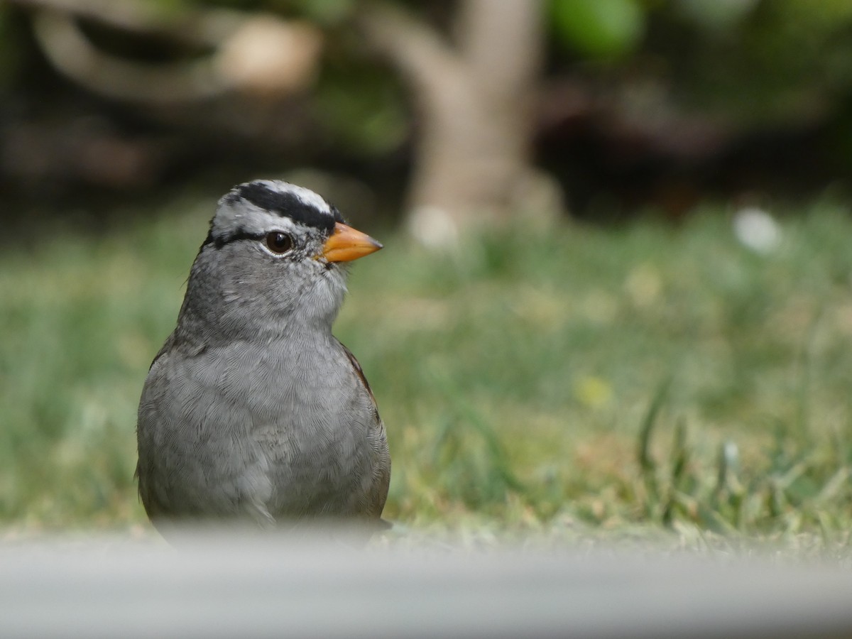 White-crowned Sparrow - ML326706661