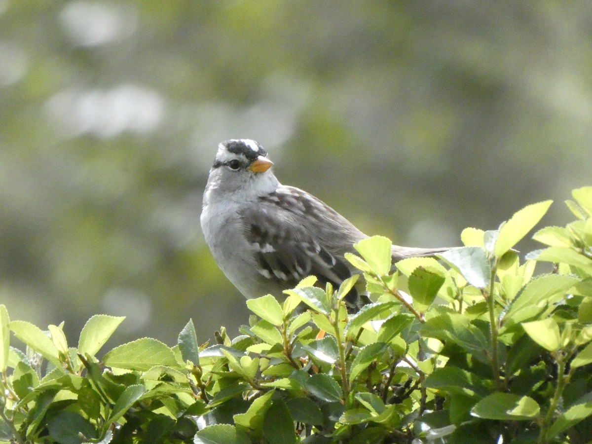 White-crowned Sparrow - ML326706671