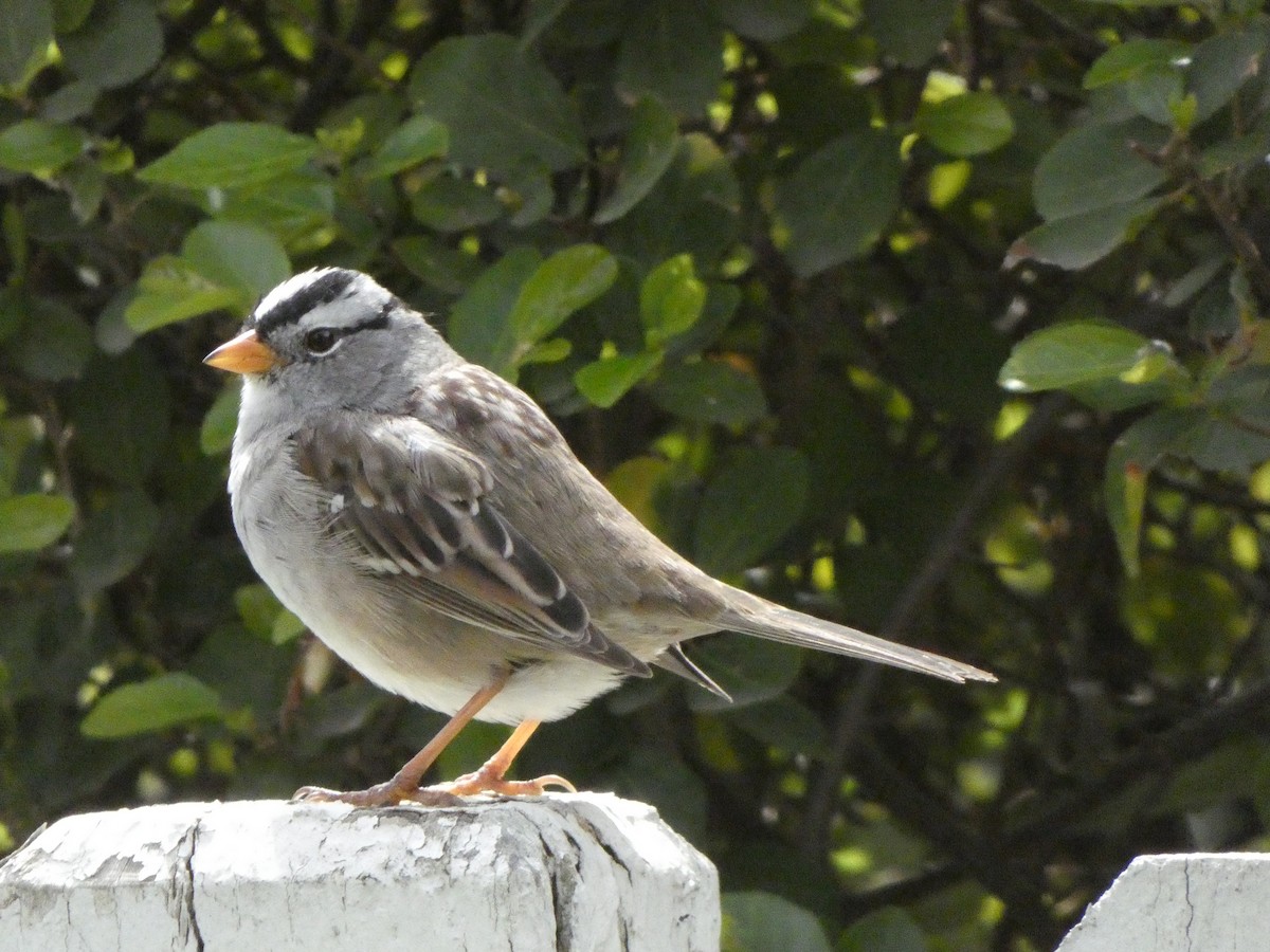 White-crowned Sparrow - ML326706681