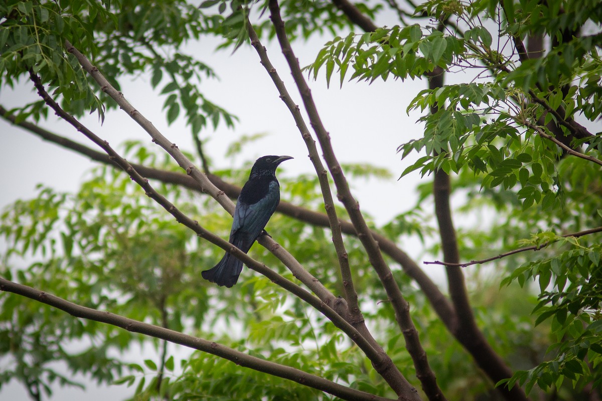 Hair-crested Drongo - Morten Lisse