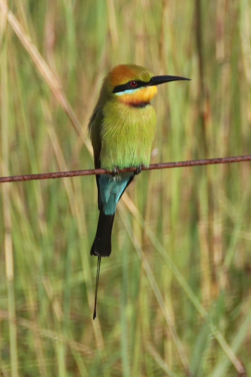 Rainbow Bee-eater - ML326707881