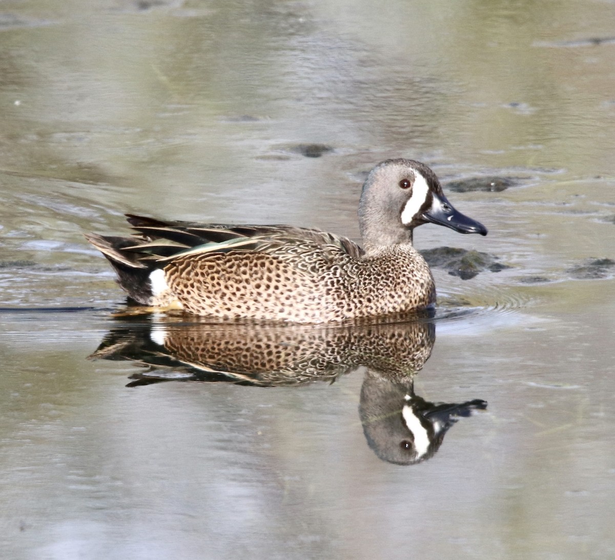 Blue-winged Teal - ML326718791