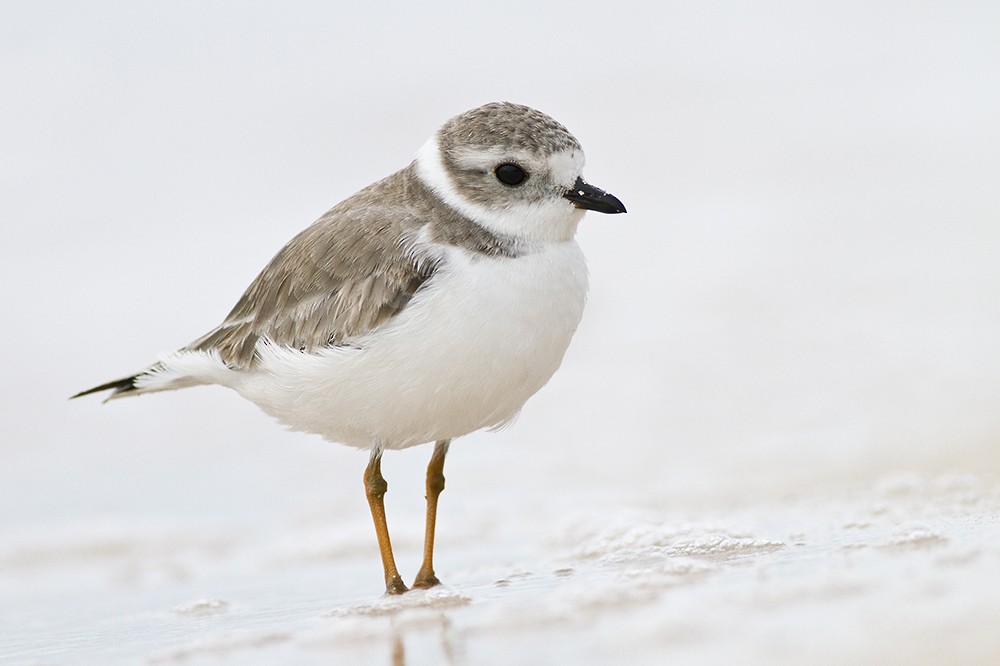 Piping Plover - ML32672221