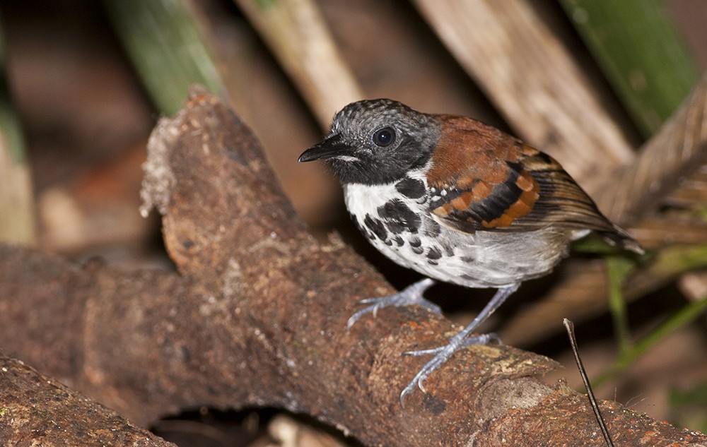 Spotted Antbird - ML32672321