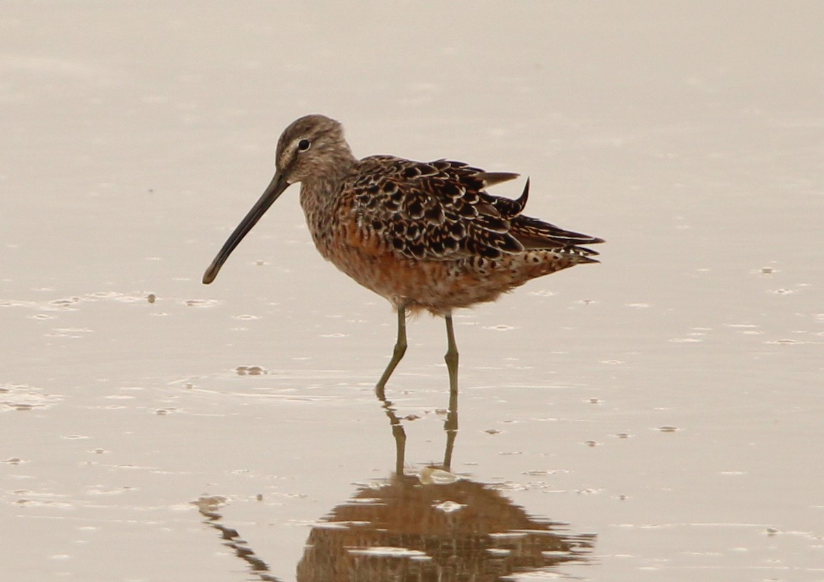 Long-billed Dowitcher - ML326728811