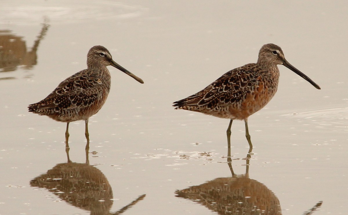 Long-billed Dowitcher - ML326728861