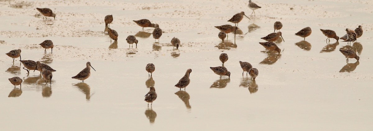 Long-billed Dowitcher - ML326729451