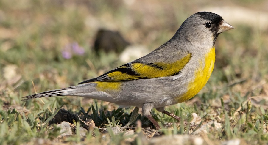 Lawrence's Goldfinch