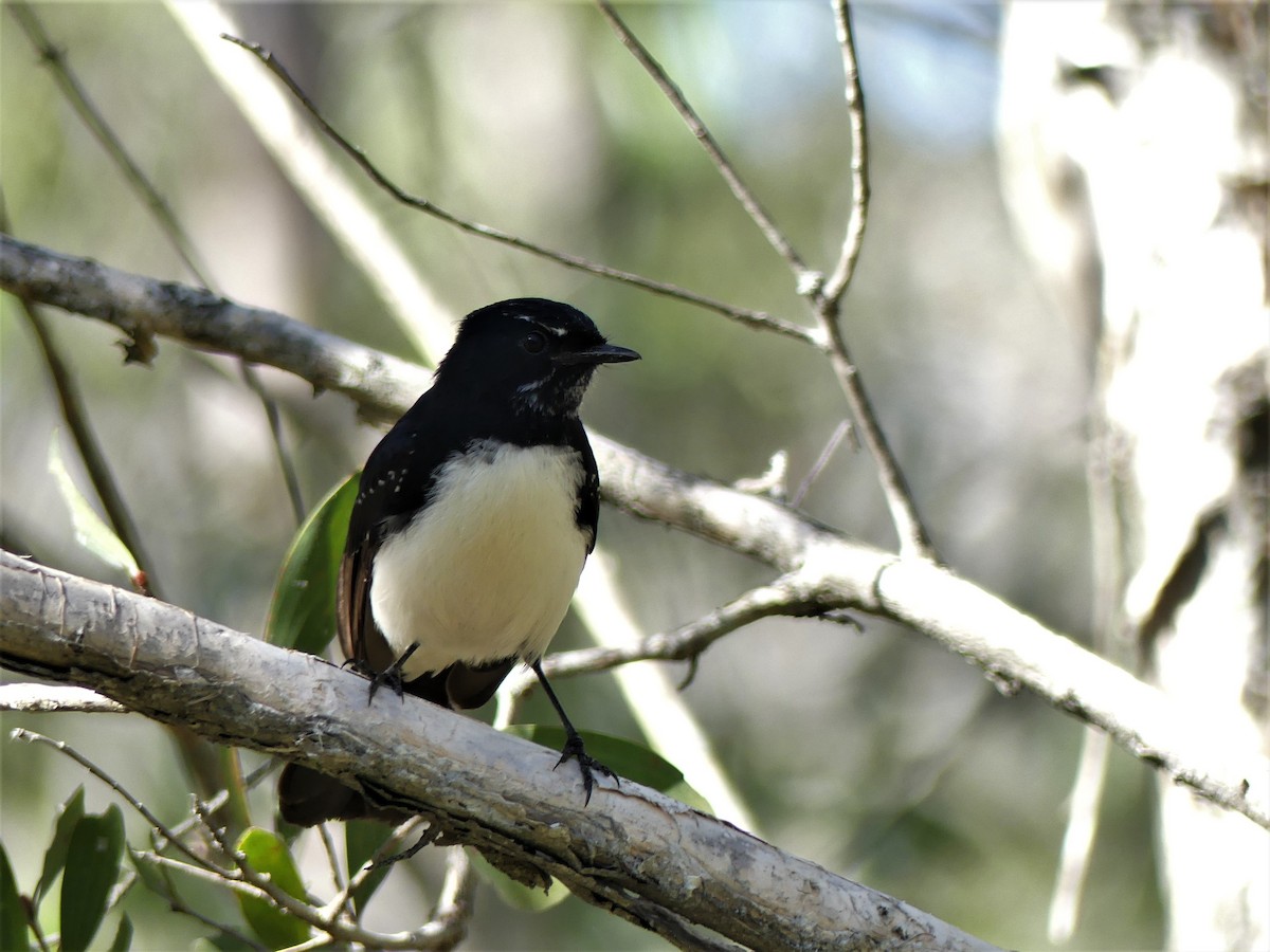 Willie-wagtail - Andrew Sides