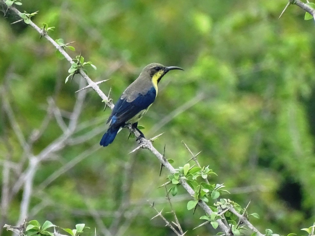 Purple Sunbird - Sreekumar Chirukandoth