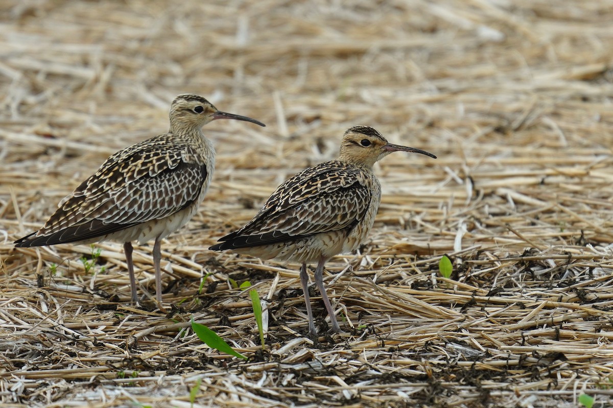 Little Curlew - ML326743171
