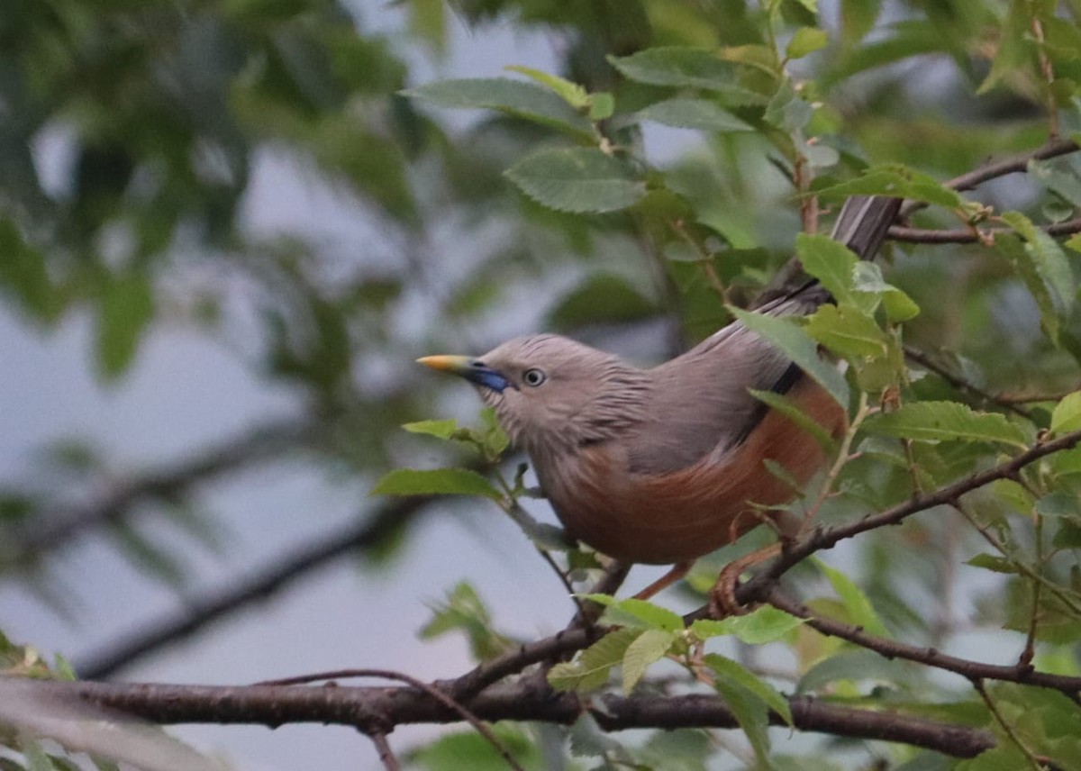Chestnut-tailed Starling - ML326745841
