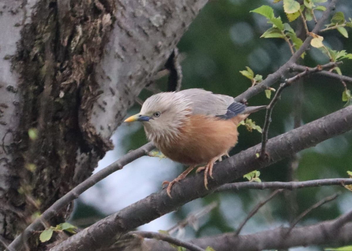 Chestnut-tailed Starling - ML326745851