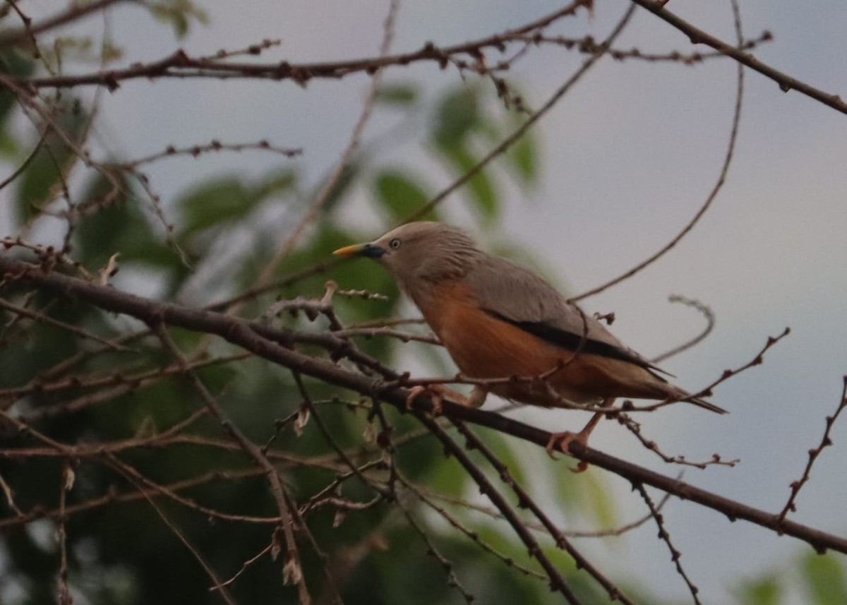 Chestnut-tailed Starling - ML326745861