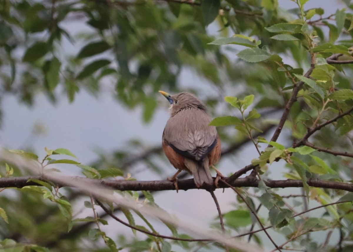 Chestnut-tailed Starling - ML326745871