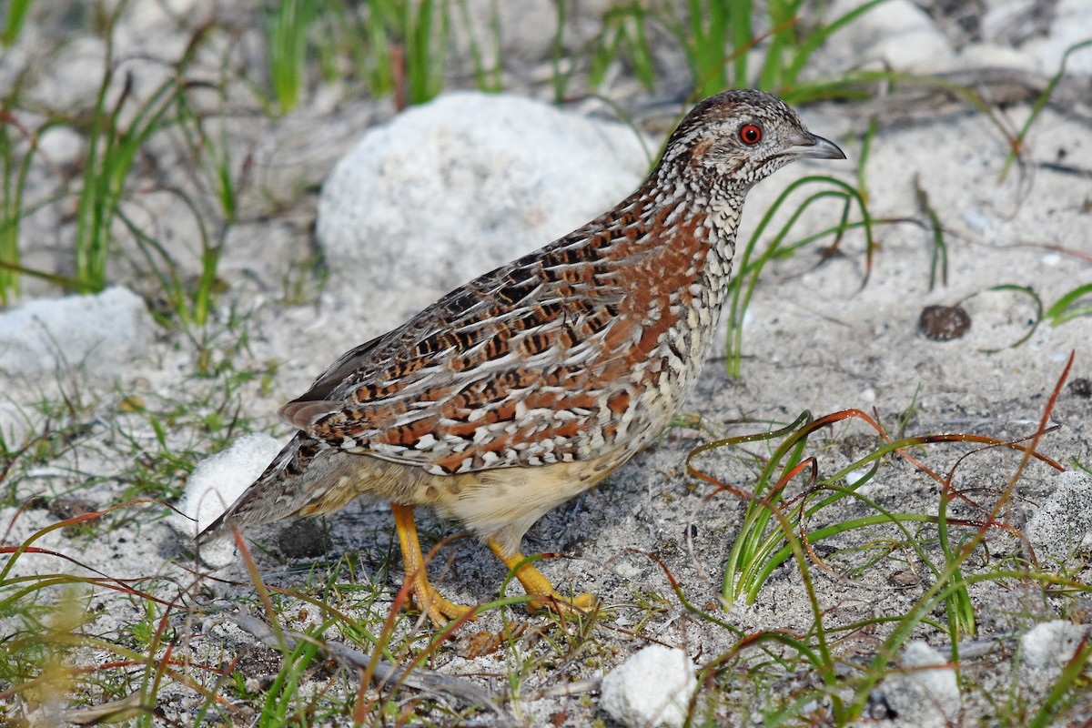 Painted Buttonquail - ML32674771