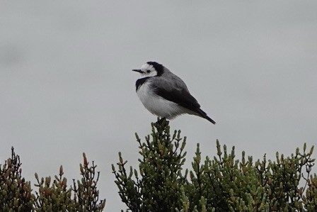 White-fronted Chat - ML326748101