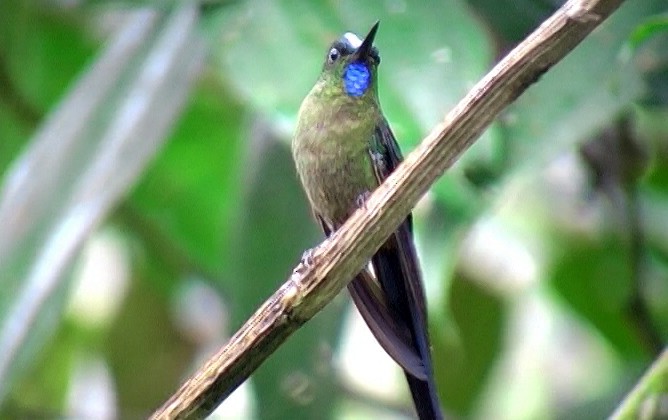 Violet-tailed Sylph - ML326749291